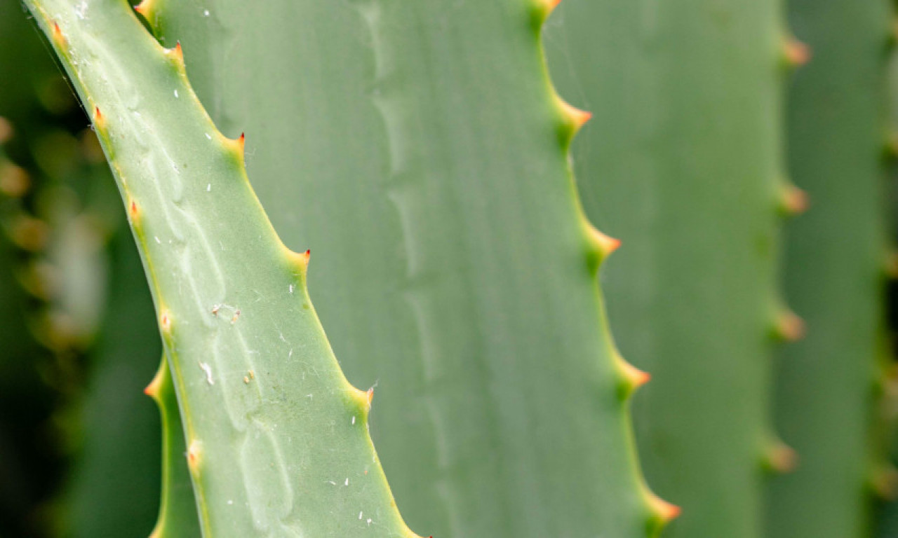 POPULARNI NAPICI SA ALOE VEROM MOŽDA NISU NAJZDRAVIJE REŠENJE Evo upozorenja stručnjaka