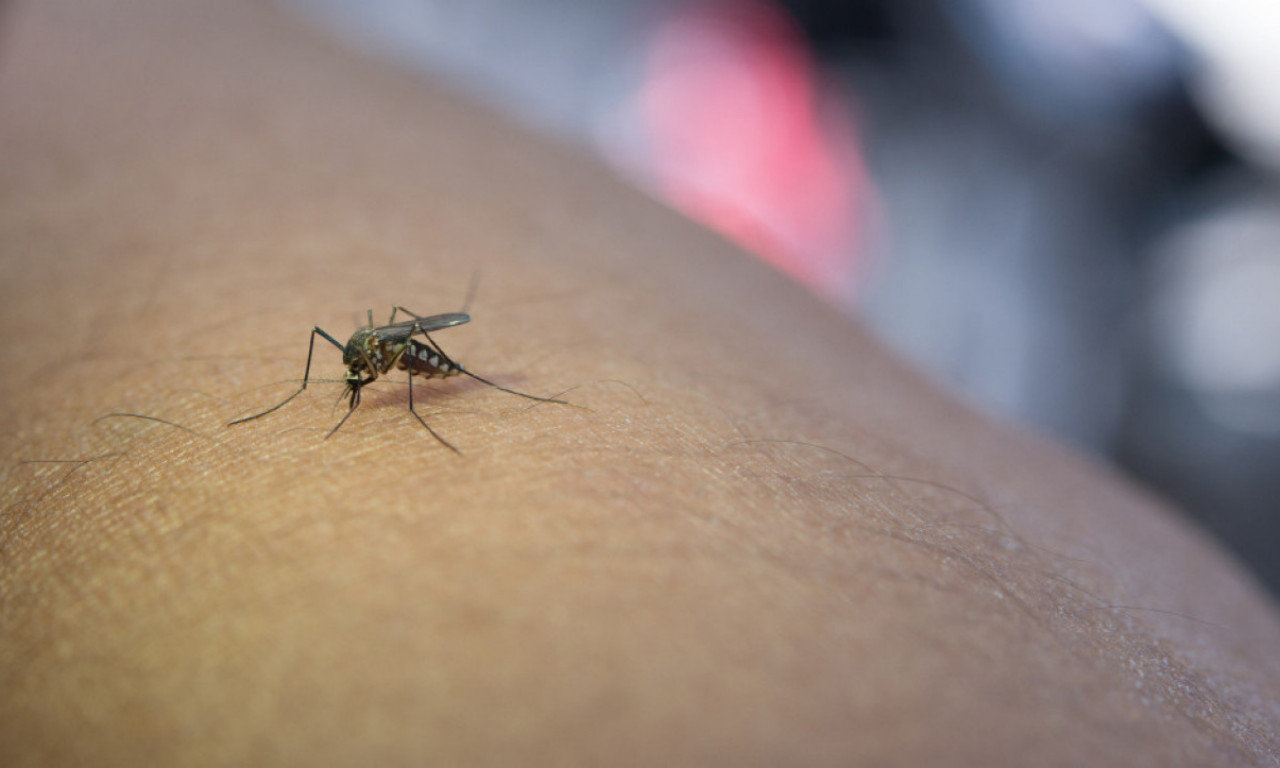 ZARAŽENI KOMARCI STIGLI U BEOGRAD! OPREZ! Opasan virus prenose na ljude - "uhvaćeni" na ove dve opštine